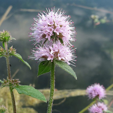 Wildflower Water Mint